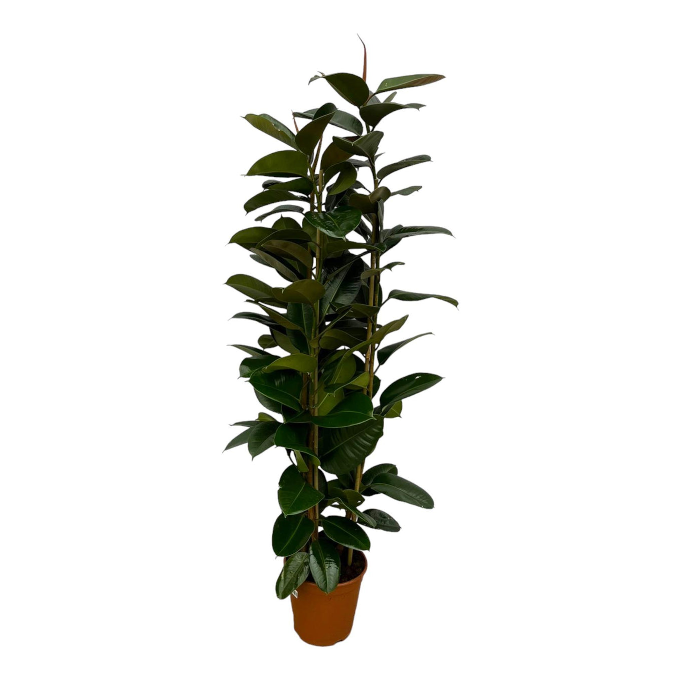 Ficus Elastica Robusta struik - 170 cm - Ø27 cm