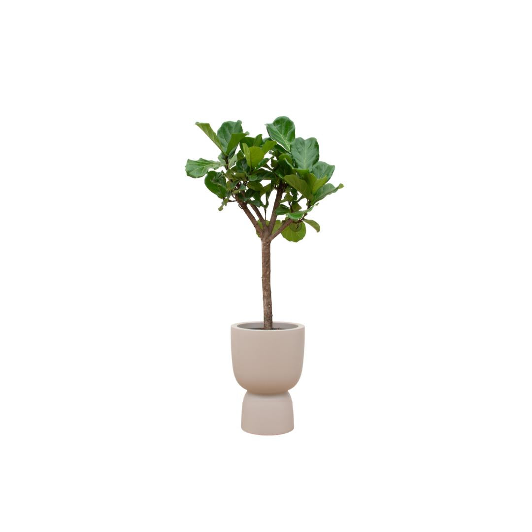 Botanic match: Ficus Lyrata boom & elho Pure Coupe - 210 cm - Ø41 cm