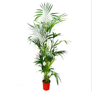 Howea Forsteriana | ↕200 cm | ø24 cm