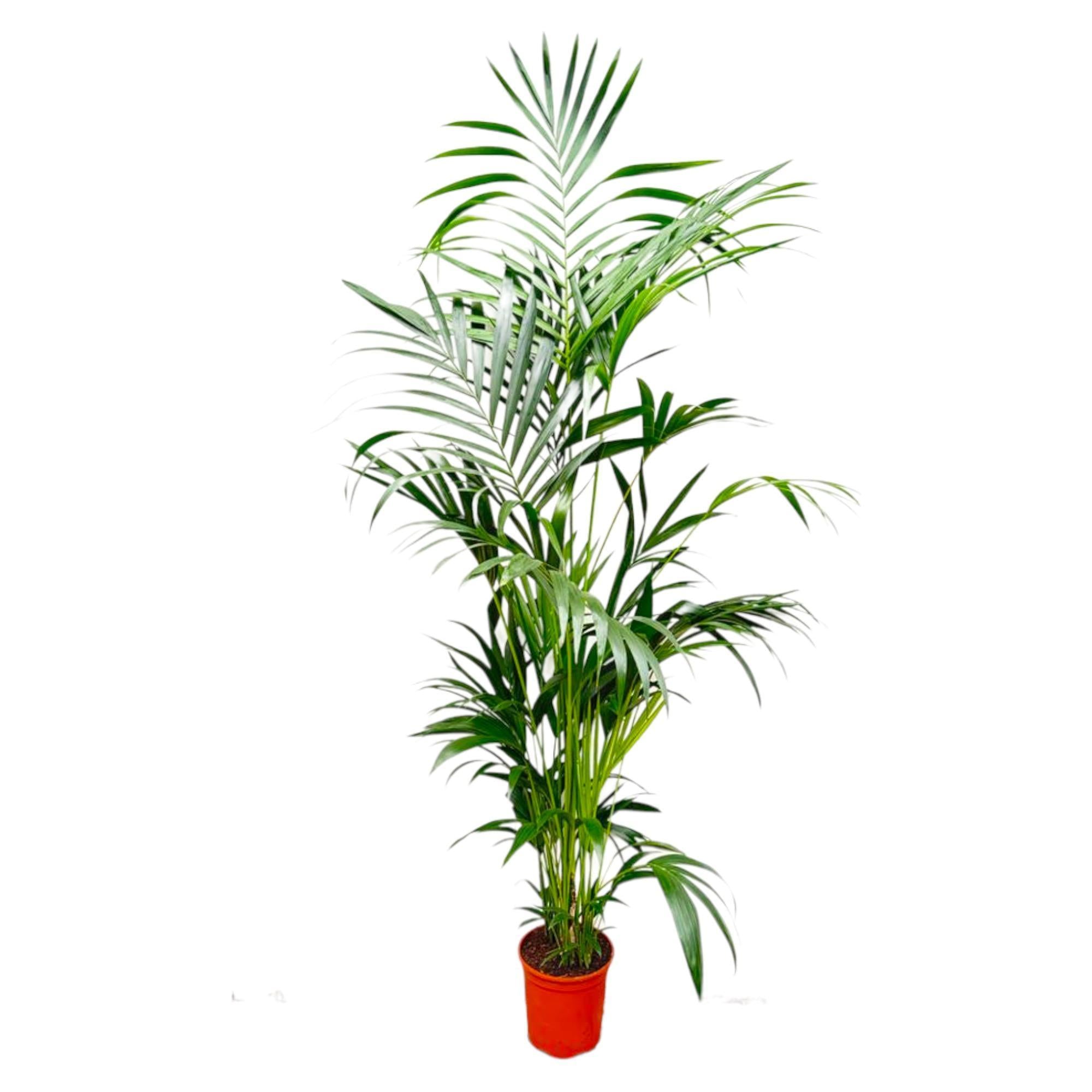 Kentia Palm - 200 cm - ø24 cm