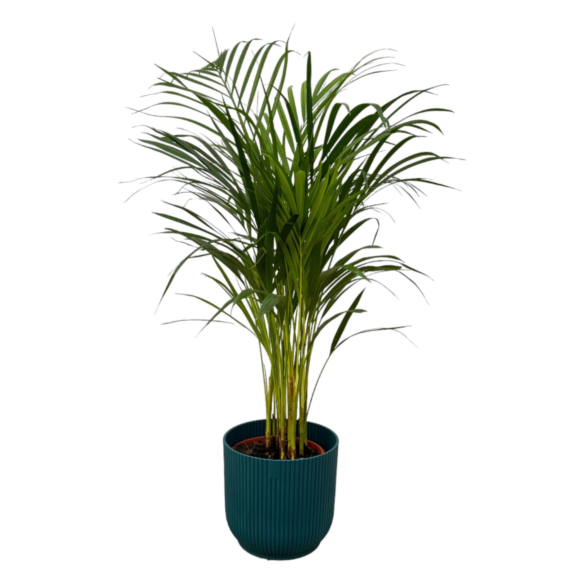 Botanic match: Areca palm & elho Vibes Fold Round - 85 cm - Ø19 cm