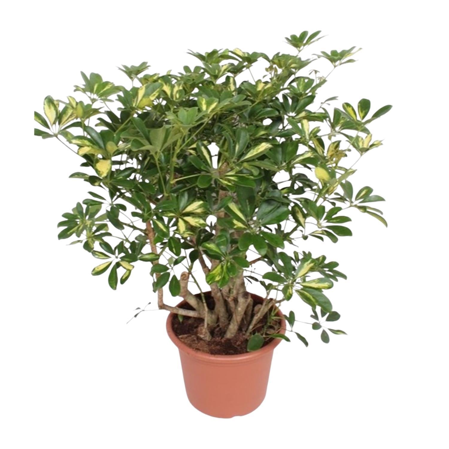 Schefflera Gold Capella vertakt - 130 cm - ø40 cm