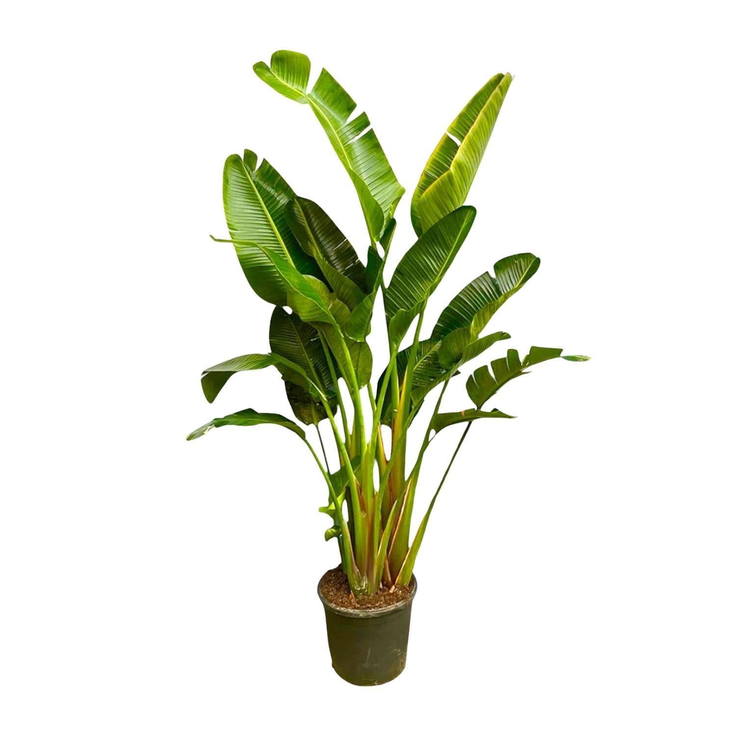 Strelitzia Augusta multi stam XXL - 250 cm - ø50 cm