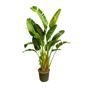 Strelitzia Augusta Multi Stam XXL | ↕250 cm | Ø50 cm