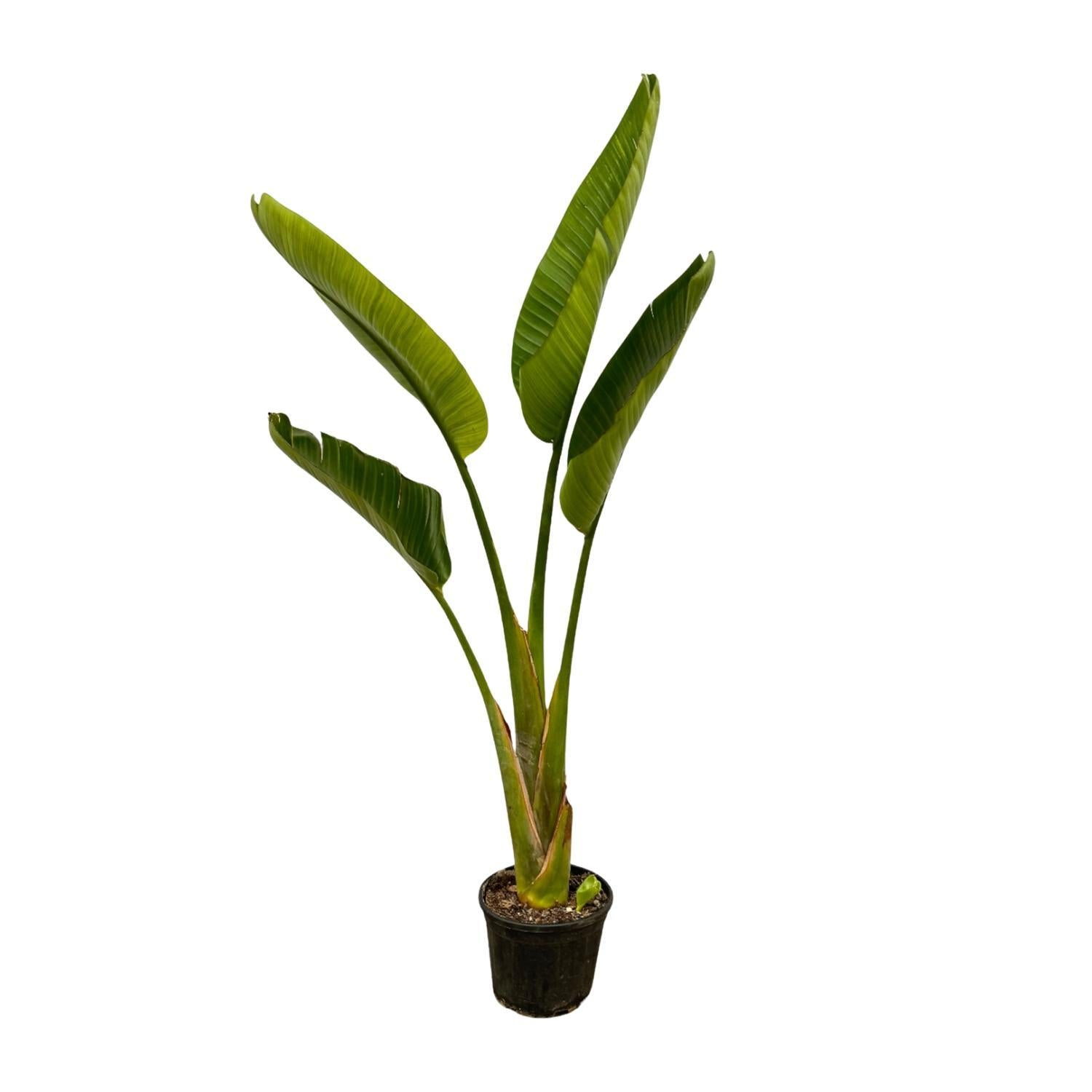 Strelitzia Augusta - 100 cm - ø21 cm