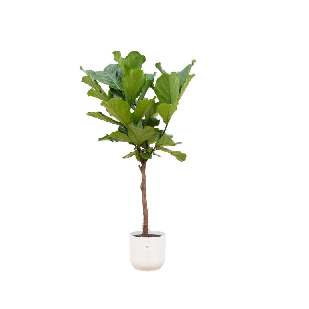 Botanic match: Ficus Lyrata stam & elho Vibes Fold Round - 160 cm - Ø30 cm