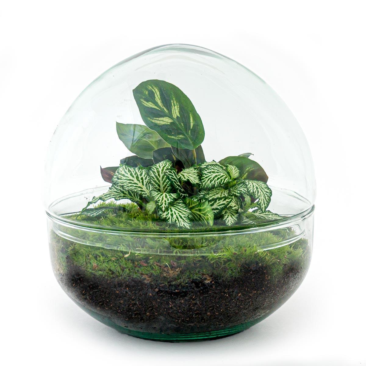 Terrarium - Botanic Budapest - 20 cm