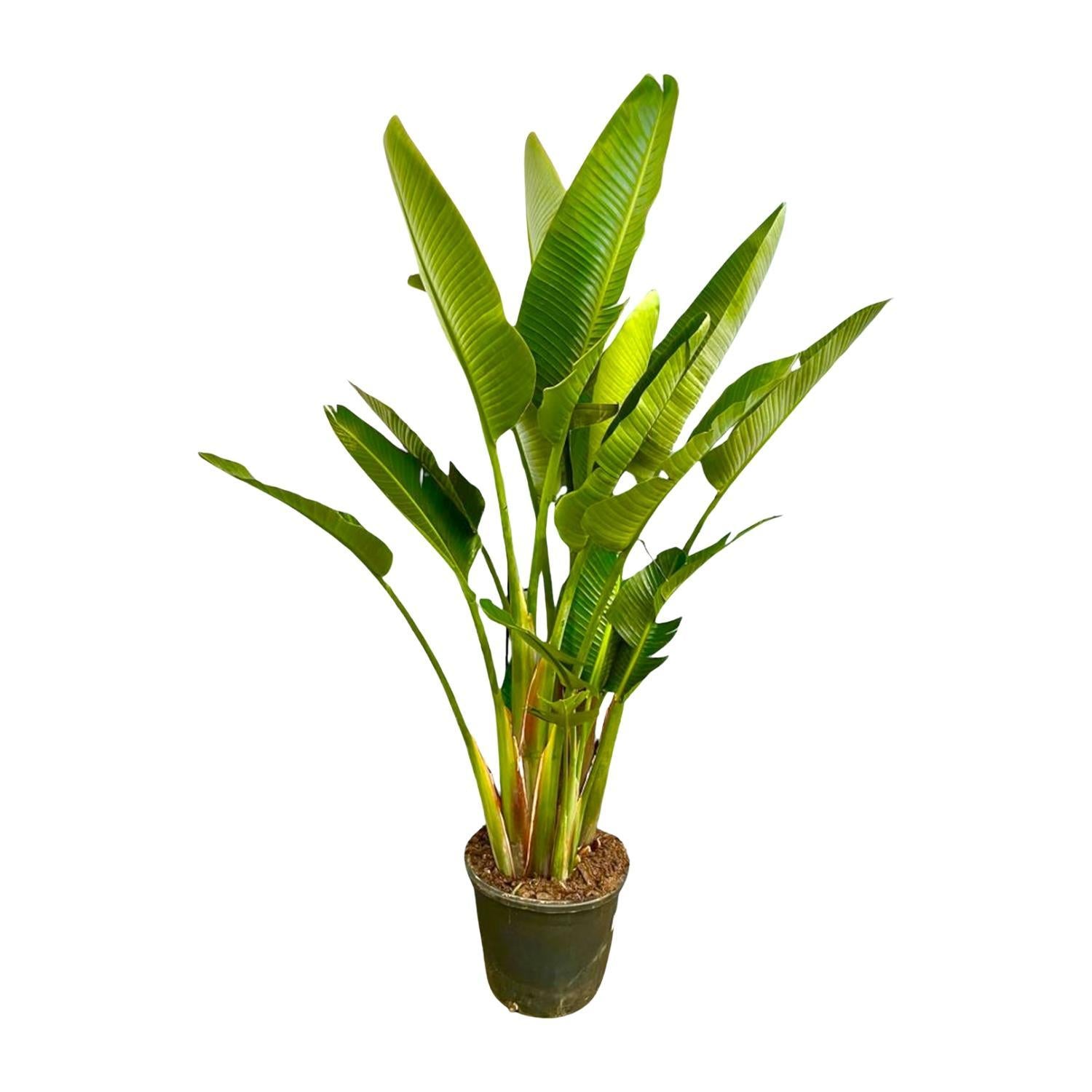 Strelitzia Augusta multi stam XXL - 225 cm - ø40 cm