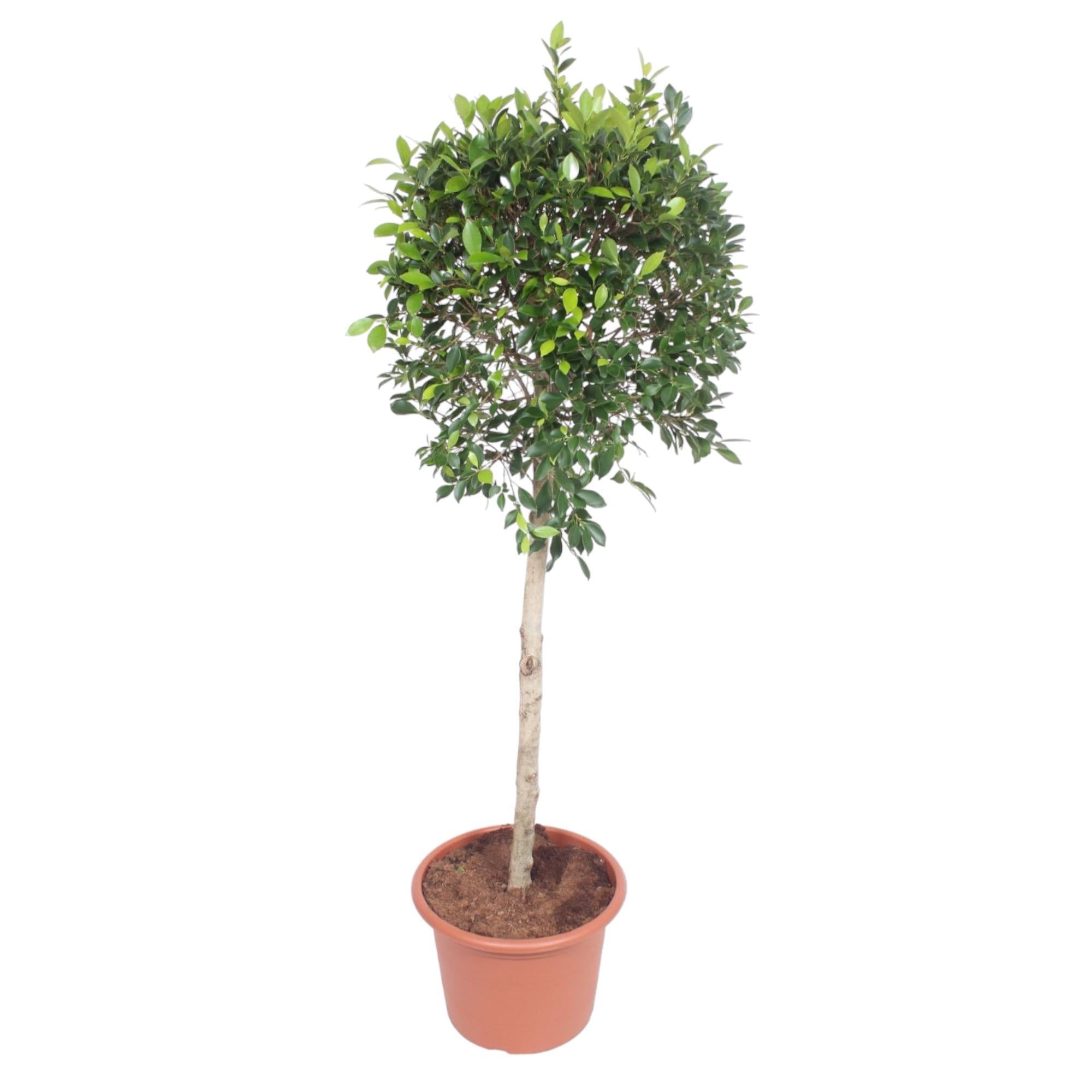 Ficus Nitida boom - 170 cm - ø40 cm