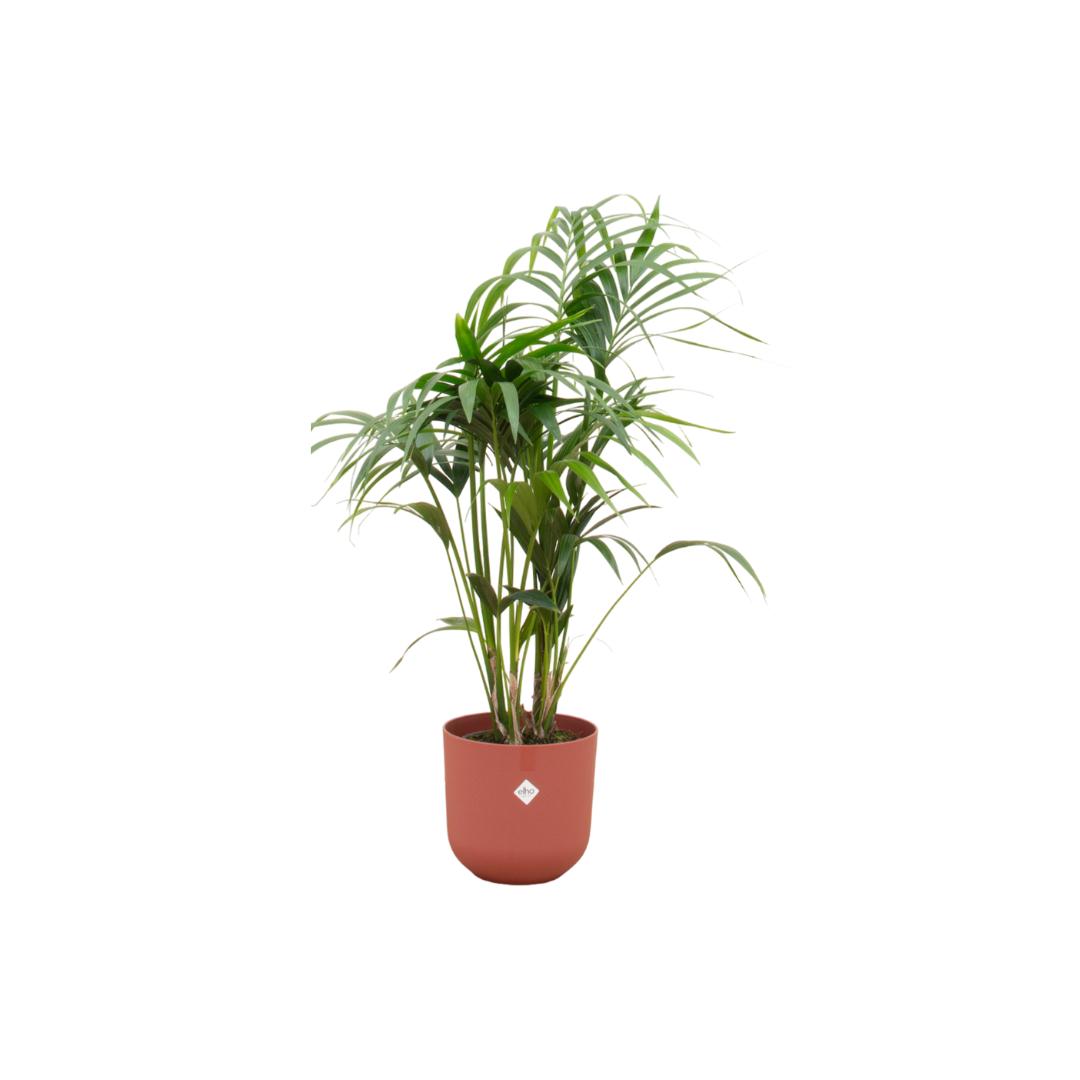 Botanic match: Kentia Palm & elho Jazz Round - 130 cm - Ø26 cm