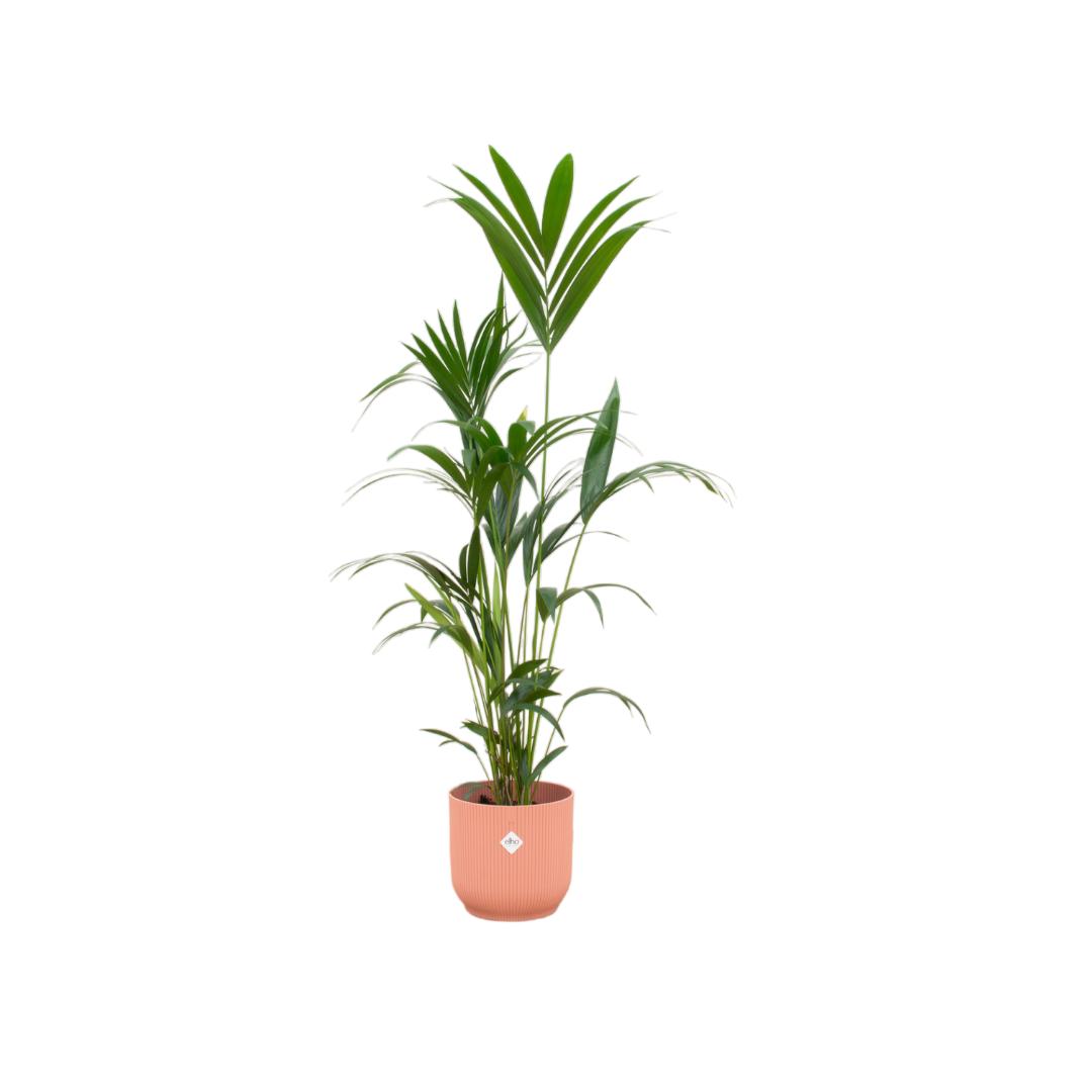 Botanic match: Kentia Palm & elho Vibes Fold Round - 160 cm - Ø30 cm