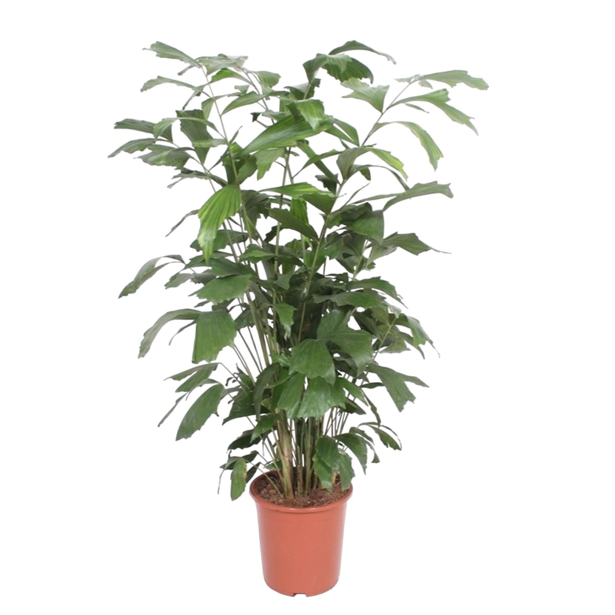 Caryota Mitis - 140 cm - ø27 cm