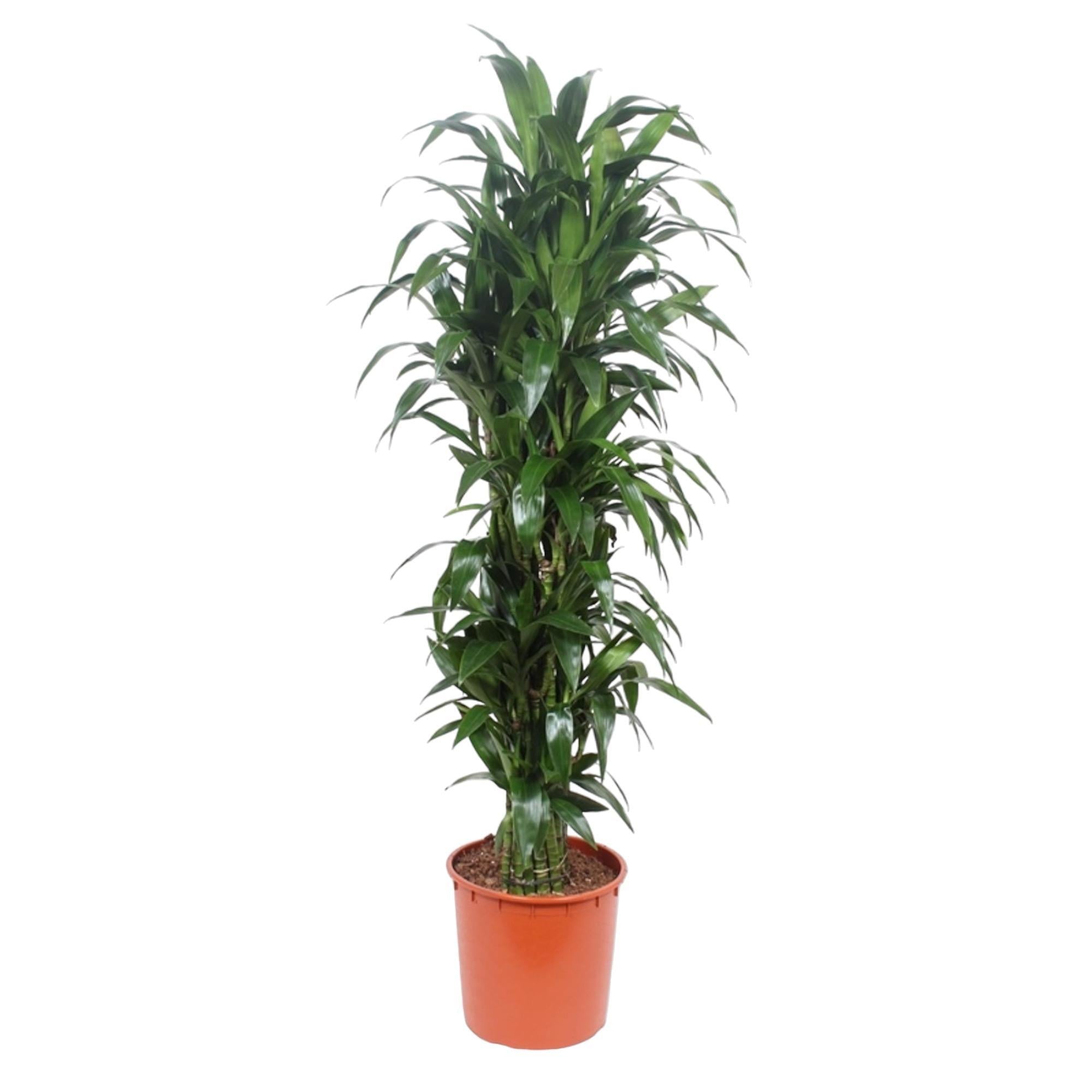 Dracaena Janet Craig - 170 cm - ø34 cm