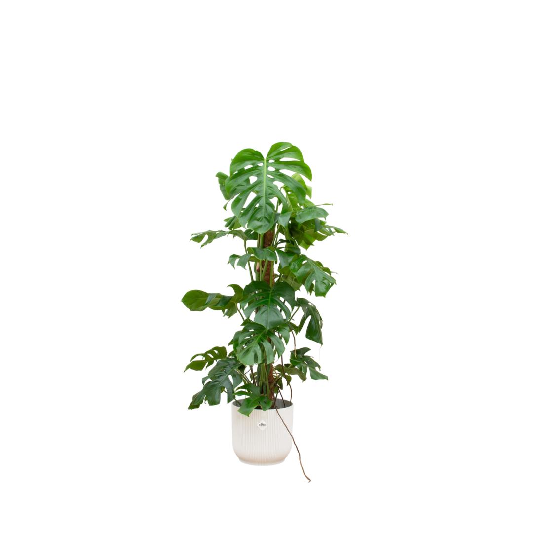 Botanic match: Monstera Pertusum XL & elho Vibes Fold Round - 120 cm - Ø30 cm