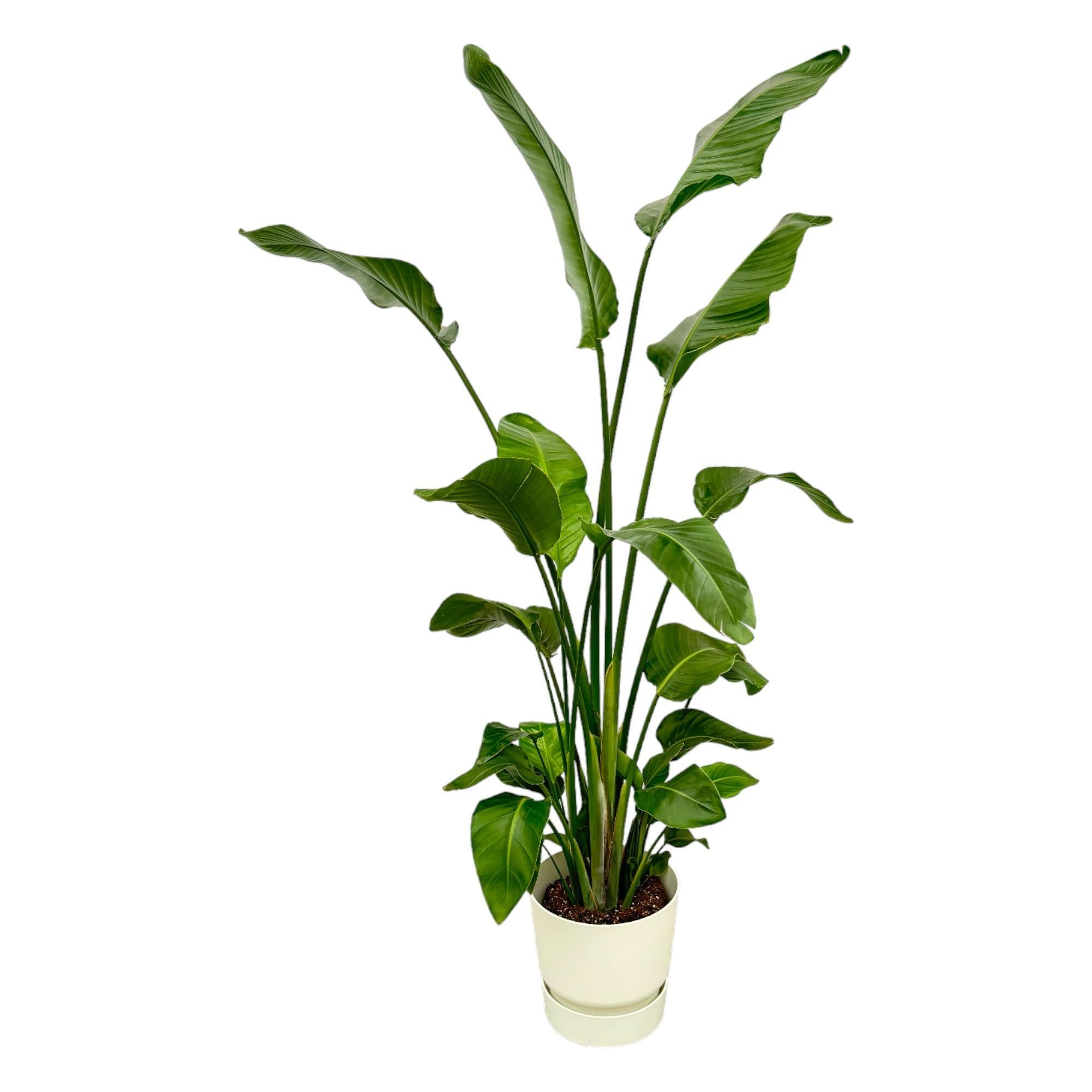 Botanic match: Strelitzia Nicolai & elho Greenville Round - 180 cm - Ø30 cm