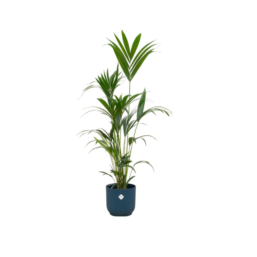 Botanic match: Kentia Palm & elho Vibes Fold Round - 160 cm - Ø30 cm