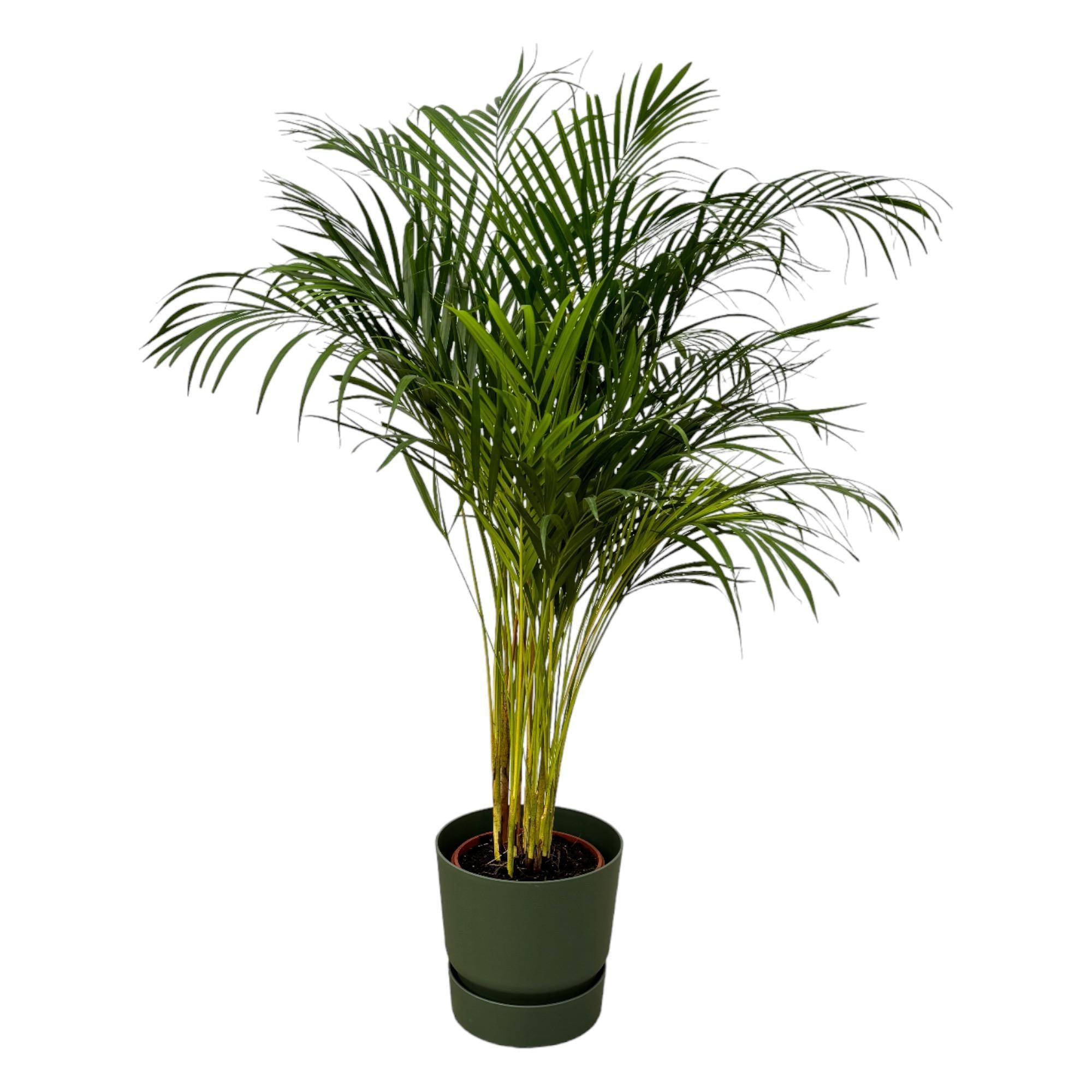 Botanic match: Areca palm & elho Greenville Round - 130 cm - Ø24 cm