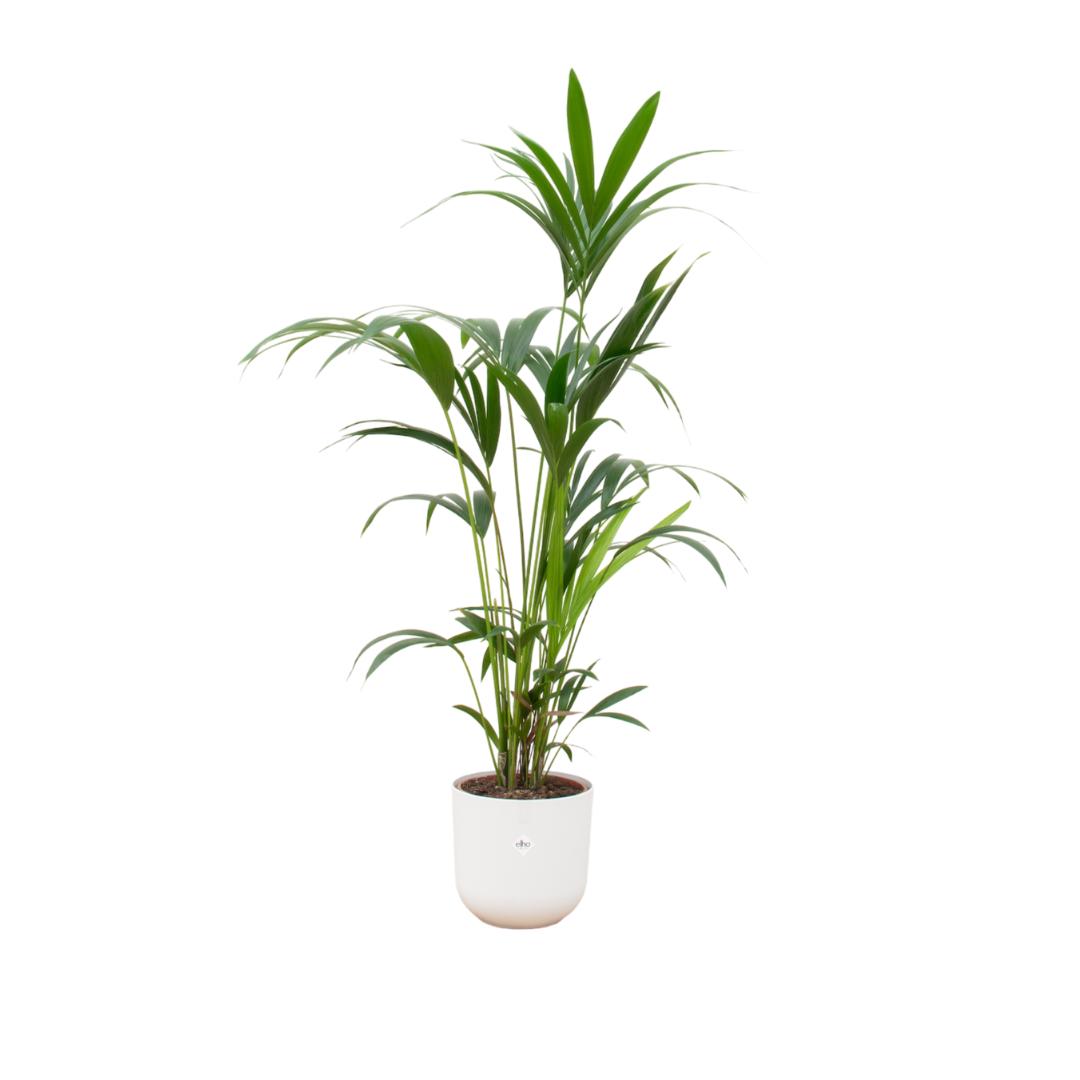 Botanic match: Kentia Palm & elho Jazz Round - 160 cm - Ø26 cm