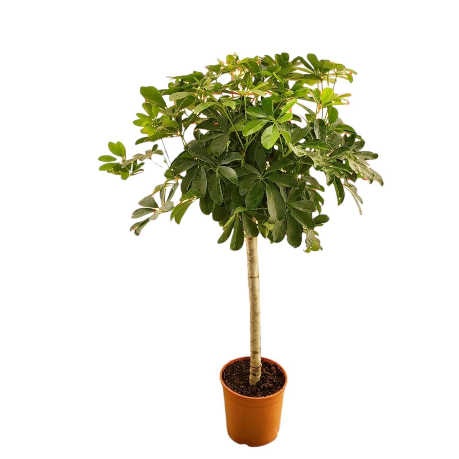 Schefflera op stam - 130 cm - ø23 cm