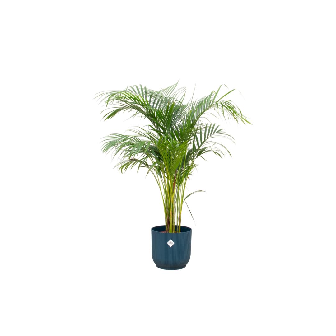 Botanic match: Areca palm & elho Vibes Fold Round - 140 cm - Ø30 cm