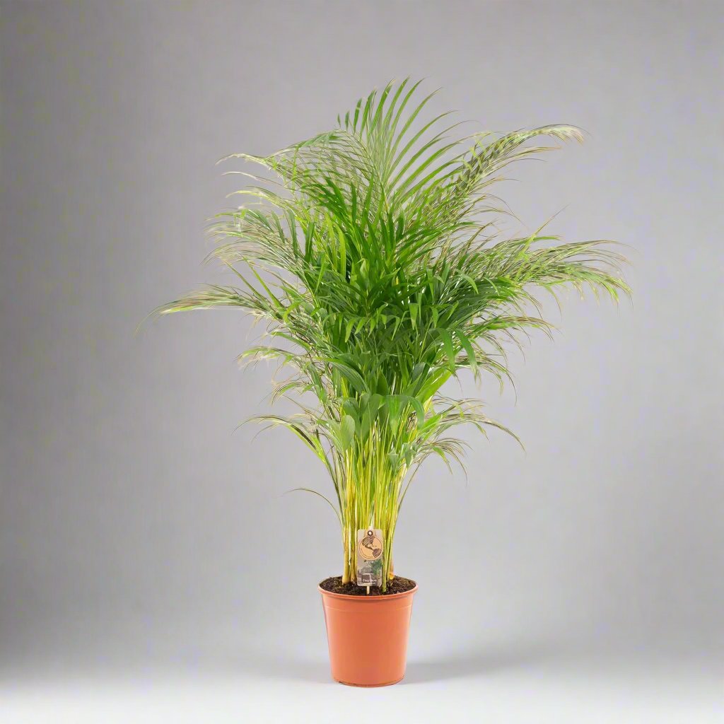 Areca Palm (Dypsis Lutescens) - 130 cm - Ø24 cm