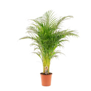 Dypsis Lutescens | ↕130 cm | Ø24 cm