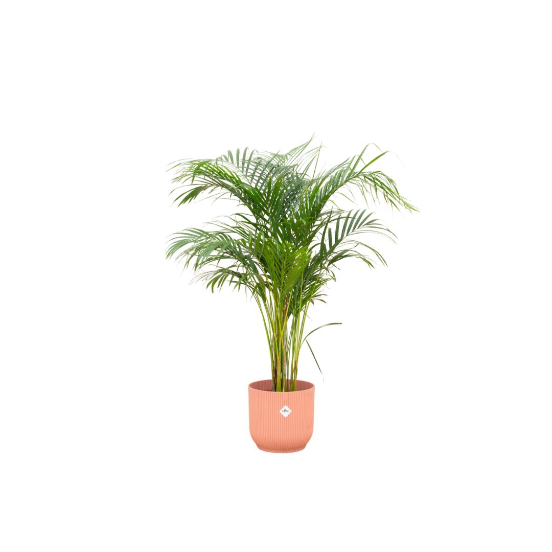 Botanic match: Areca palm & elho Vibes Fold Round - 140 cm - Ø30 cm