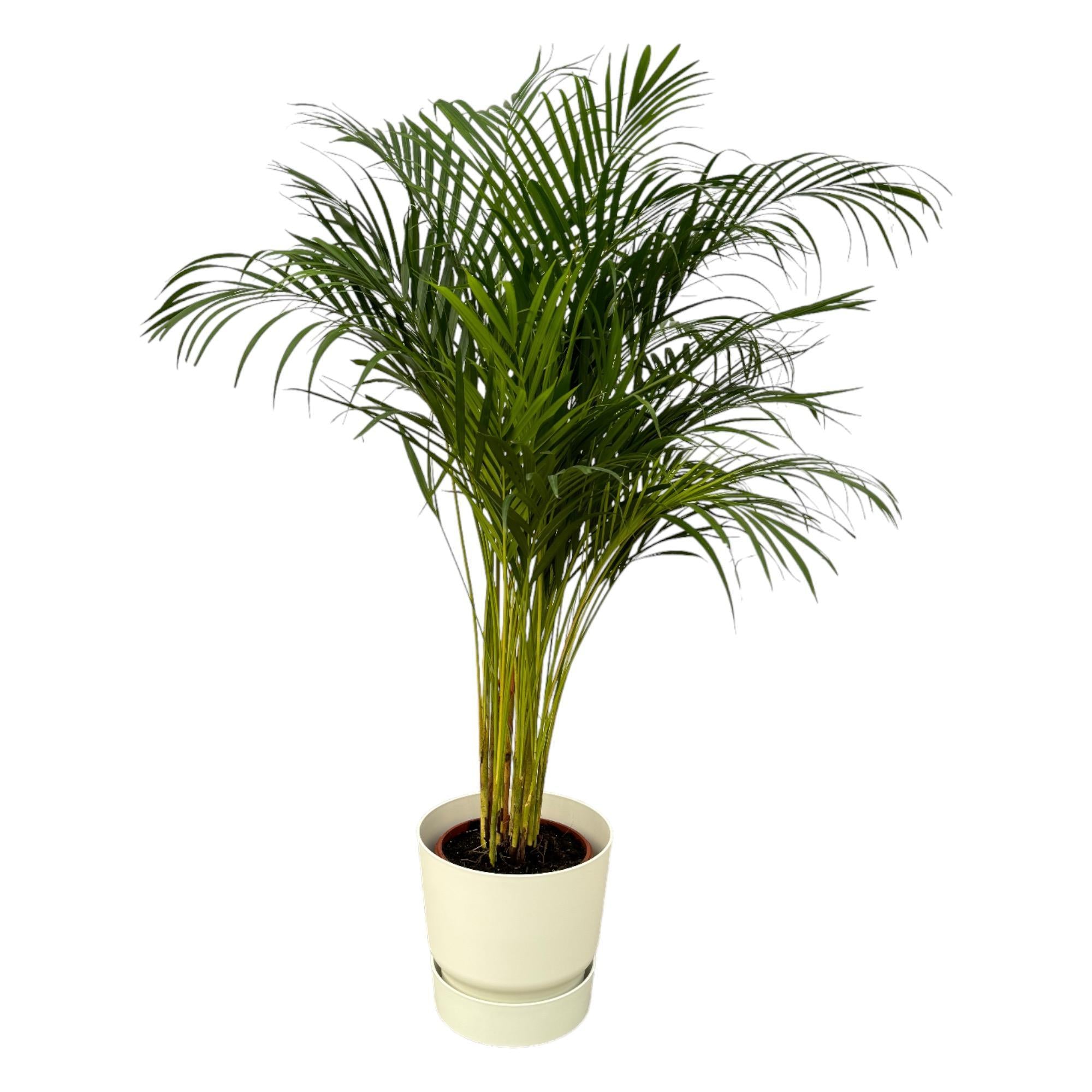 Botanic match: Areca palm & elho Greenville Round - 130 cm - Ø24 cm