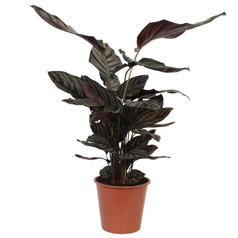 Calathea Sanderiana - 80 cm - Ø19 cm