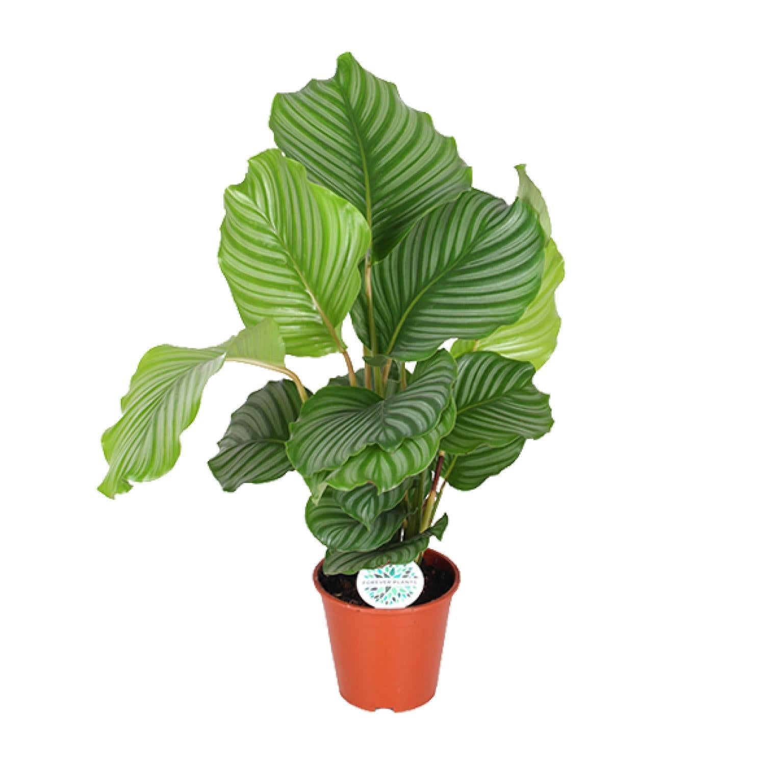 Calathea Orbifolia - 50 cm - Ø17 cm