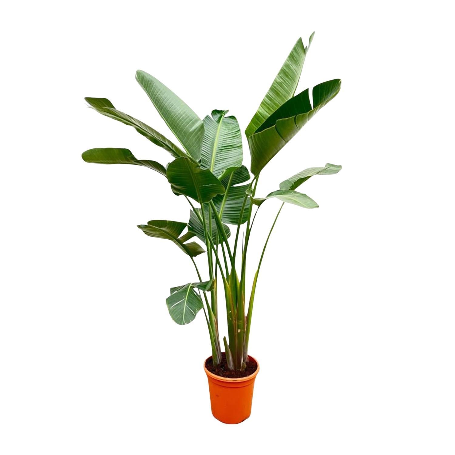 Strelitzia Augusta de luxe XXL - 250 cm - ø38 cm