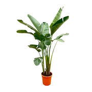 Strelitzia Augusta Deluxe XXL | ↕250 cm | Ø38 cm