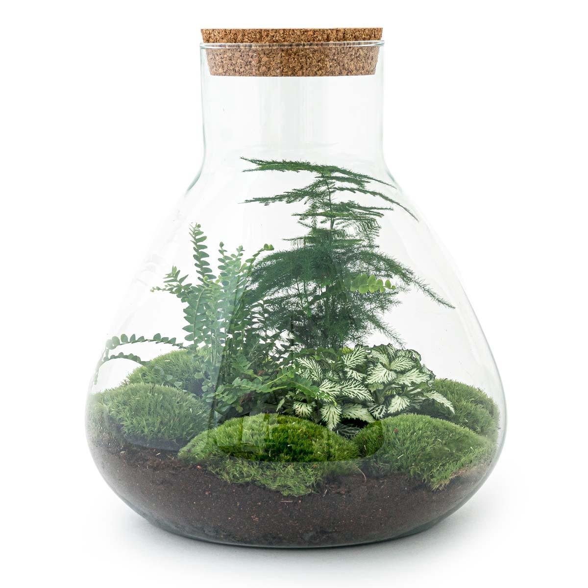 Terrarium - Botanic Brighton - 35 cm