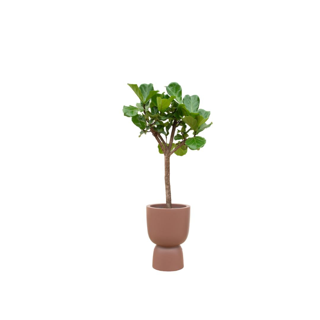 Botanic match: Ficus Lyrata boom & elho Pure Coupe - 210 cm - Ø41 cm