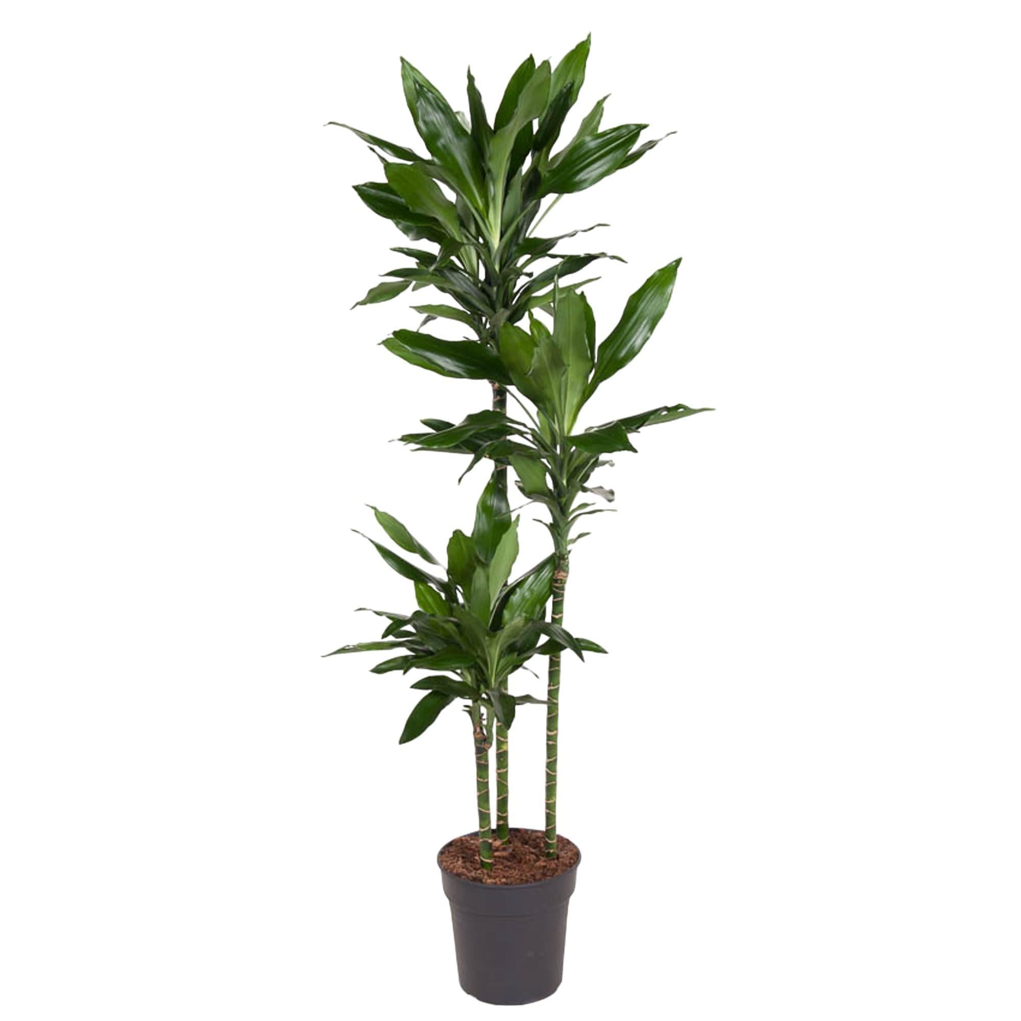 Dracaena Janet Lind - 160 cm - ø24 cm