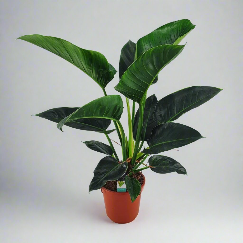 Philodendron Congo Millions - 100 cm - Ø27 cm