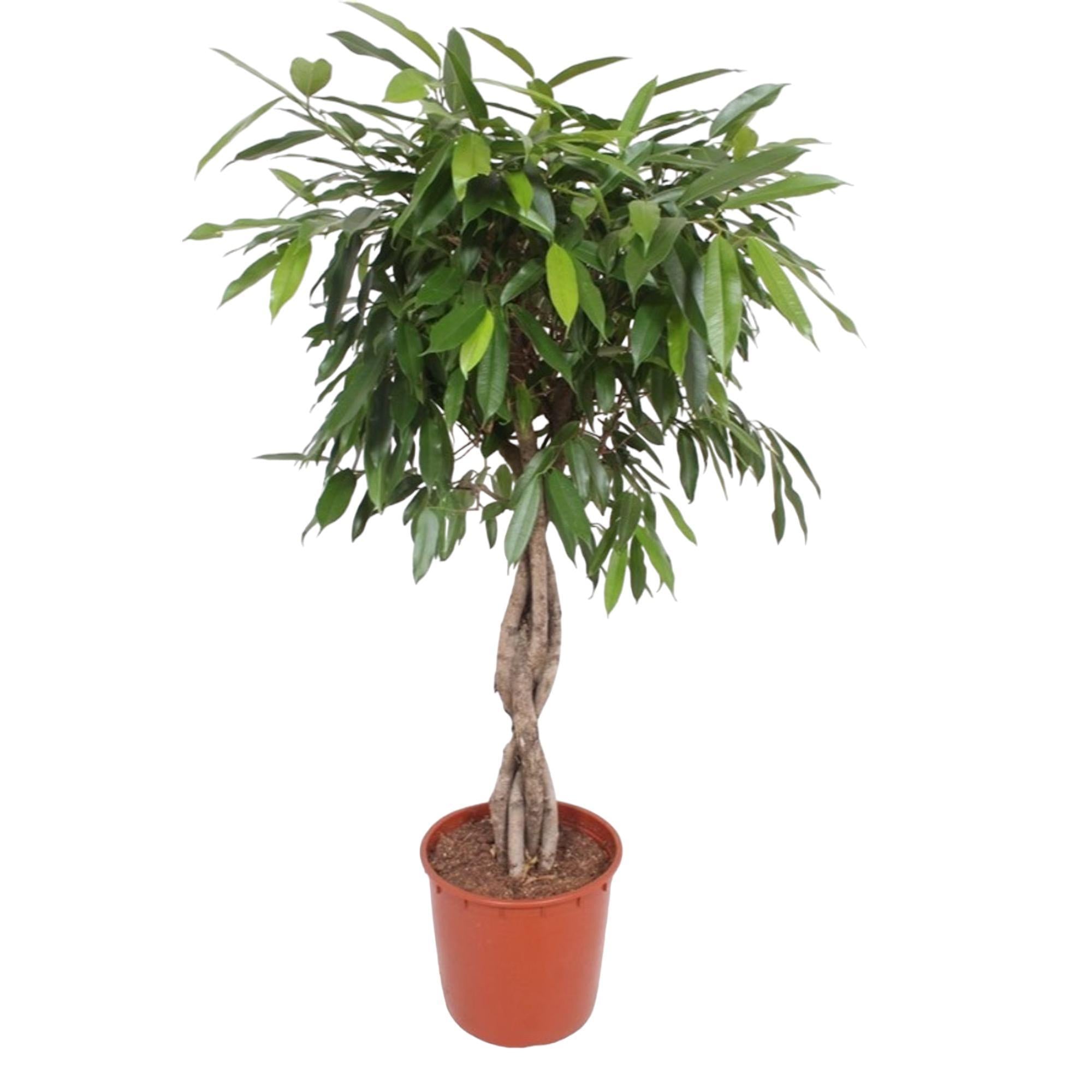 Ficus Amstel King gevlochten stam - 140 cm - ø34 cm