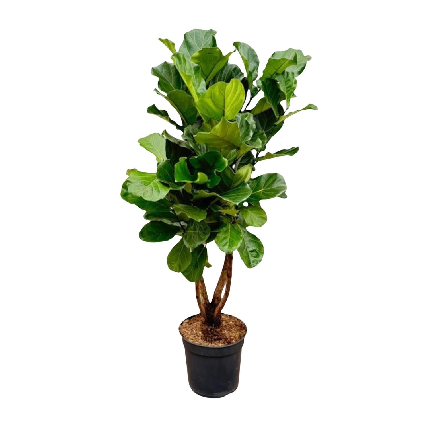 Ficus Lyrata vertakt XL - 200 cm - ø32 cm